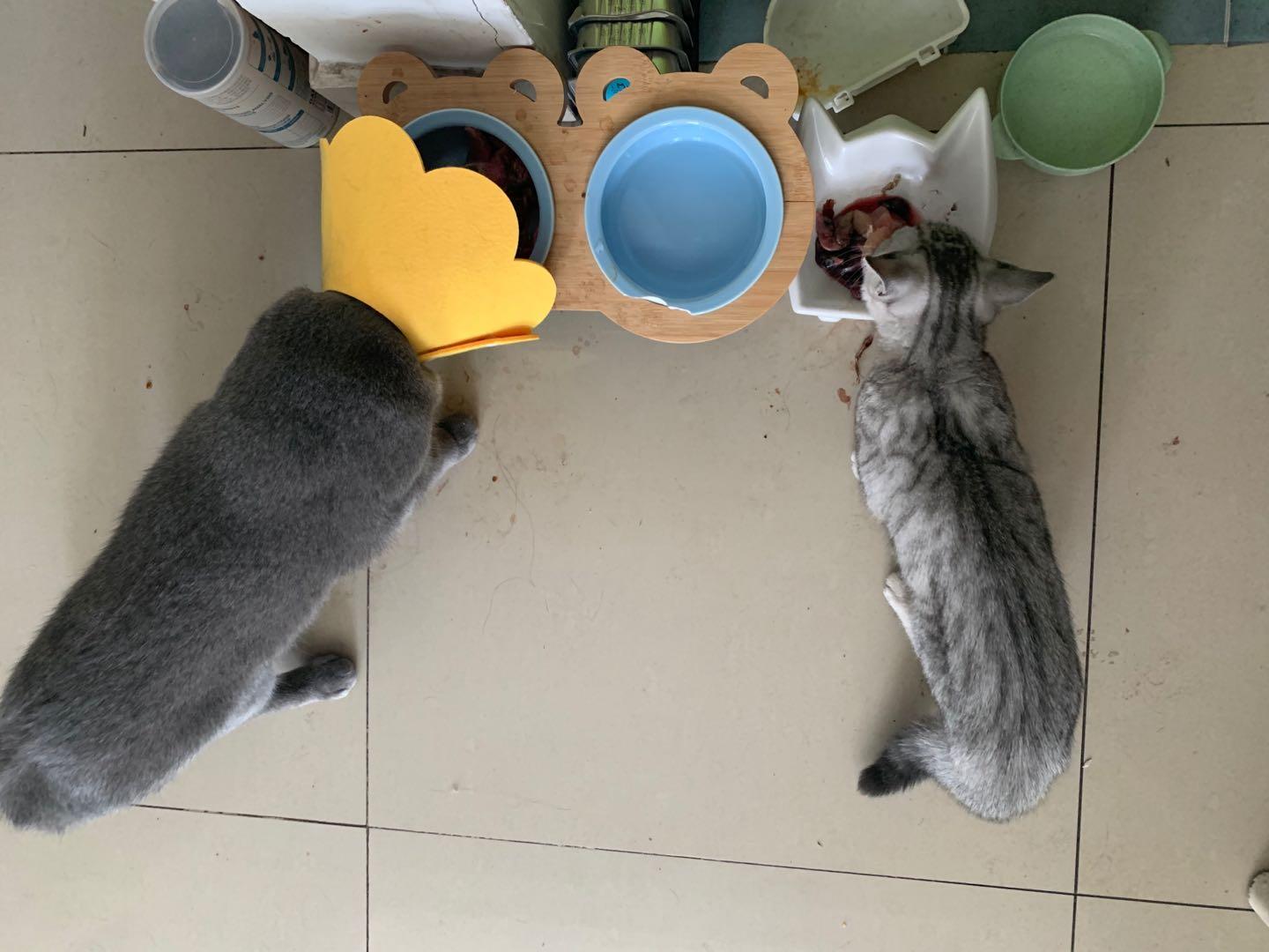 英短蓝白母猫最佳绝育年龄,英短蓝猫小奶猫的成长历程