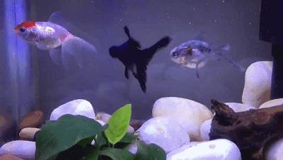 鱼缸加黄粉还能建立硝化系统吗,新手裸缸怎么建立鱼缸硝化系统