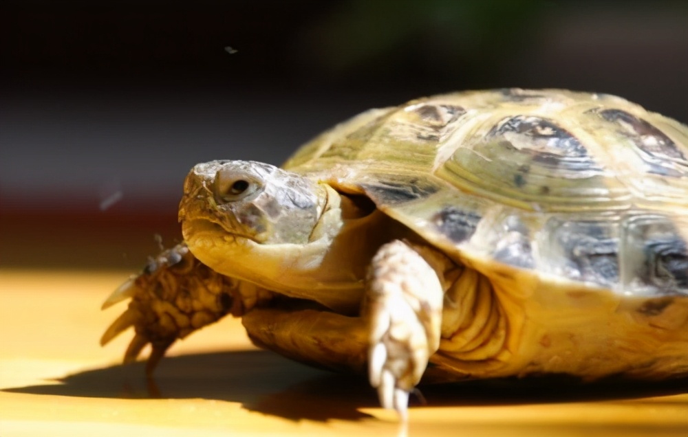 龟怎么养发色好,养蛋龟如何发色最好养活