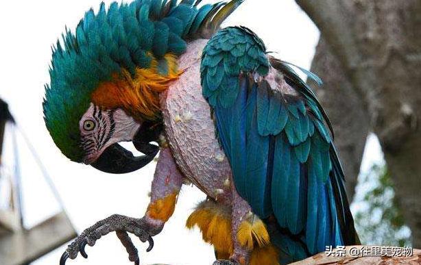 小鸟生病了怎么治疗最快,宠物鸟生病了怎么治