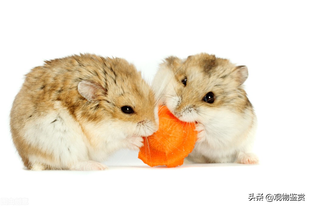 仓鼠可爱简介,宠物仓鼠侏儒类仓鼠新手饲养