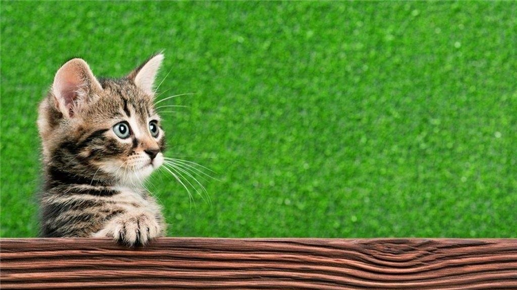 猫咪的眼屎该怎么处理,猫咪有眼屎的原因和处理方法