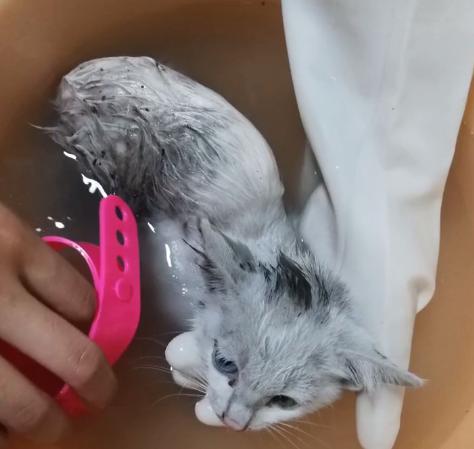 流浪猫被救助后特别黏主人,流浪猫粘鼠板救助