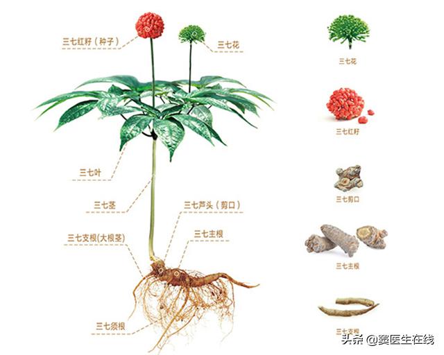 三七粉功效能治疗哪些病,三七粉是否有补血作用