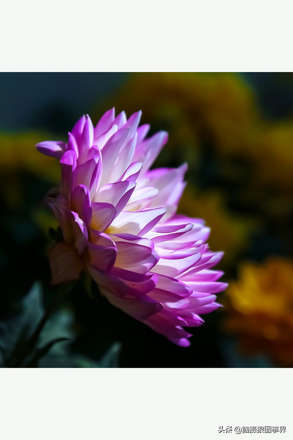花海如何给花拍照好看,大面积的花怎样拍出花海的感觉