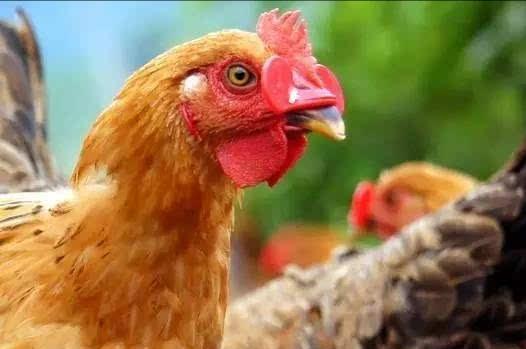 鸡啄癖什么意思,鸡啄癖怎么解决