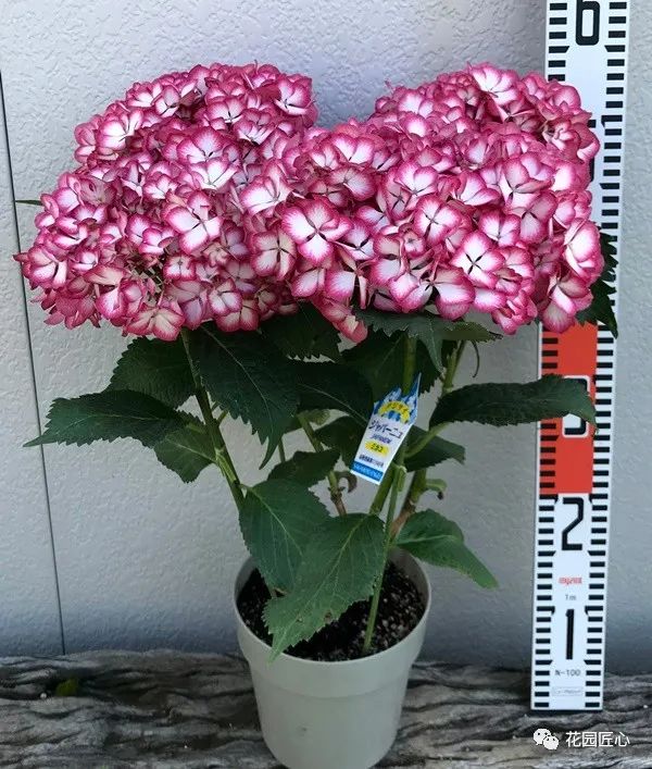 最漂亮的十种绣球,最省心的绣球