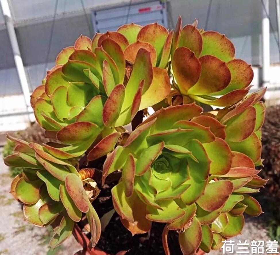 多肉法师韶羞现在能摘心吗,韶羞法师和荷兰玫瑰法师的区别