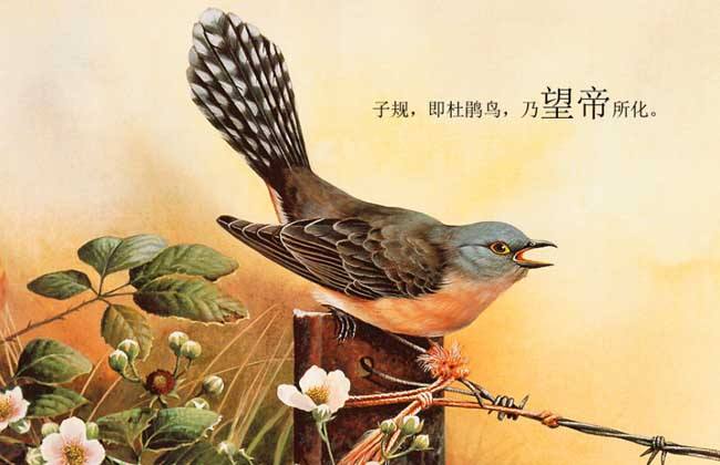 郭沫若笔下的鸟,郭沫若笔下的白鹭是那样惹人喜爱