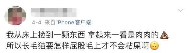 小猫咪为啥乱拉屎,有些小猫咪表面挺正常