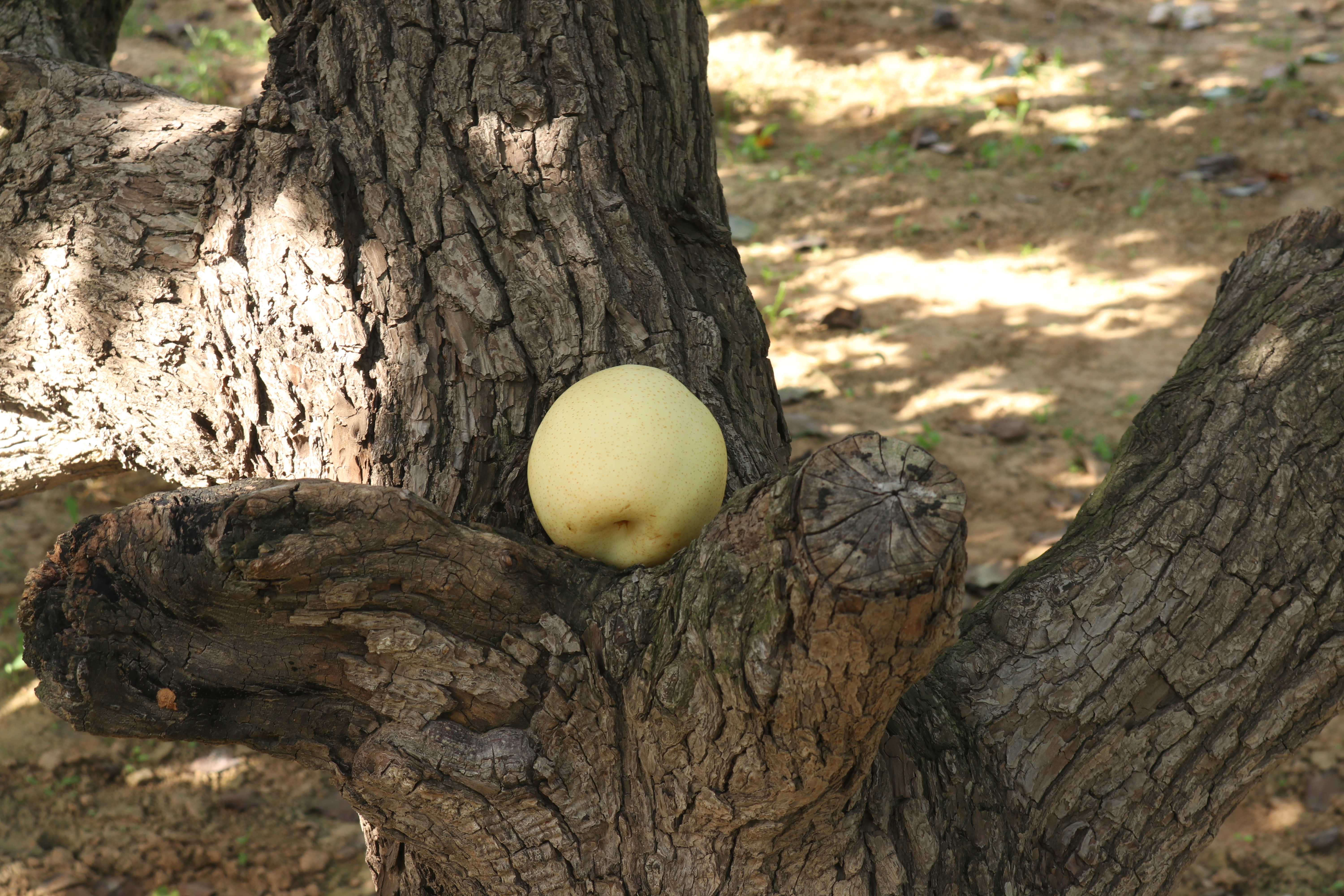 原产我国的古老水果“梨中元老”鸭梨，为什么没有日本梨受欢迎？