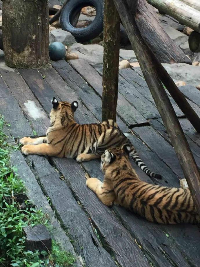 长隆野生动物园旅游攻略带娃,广州长隆动物园适合亲子游