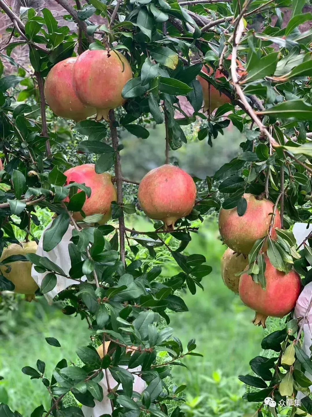 突尼斯软籽石榴可以不用吐籽吗,突尼斯软籽石榴吐籽