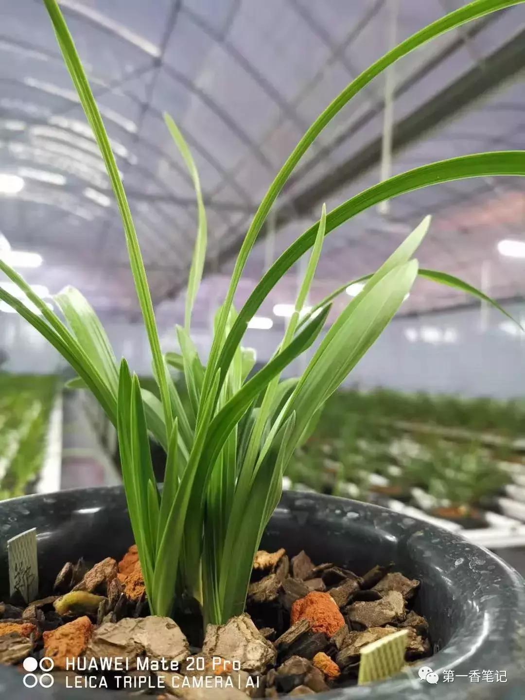 如何区分兰花新芽和花芽,兰花辨别选草经验谈