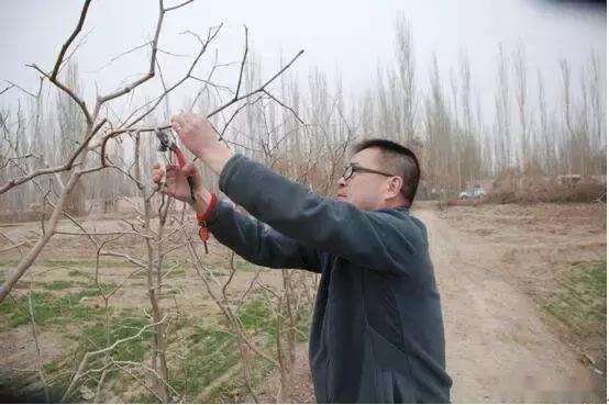 果树怎么修剪正确,果树戴帽修剪和不戴帽修剪