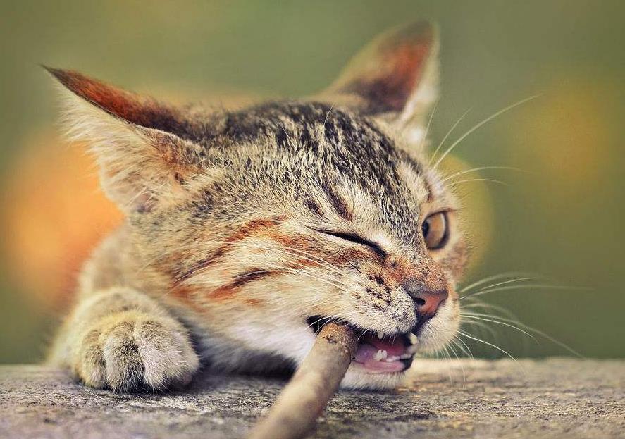 超级好用猫咪洗澡神器,猫咪洗澡神器打泡器