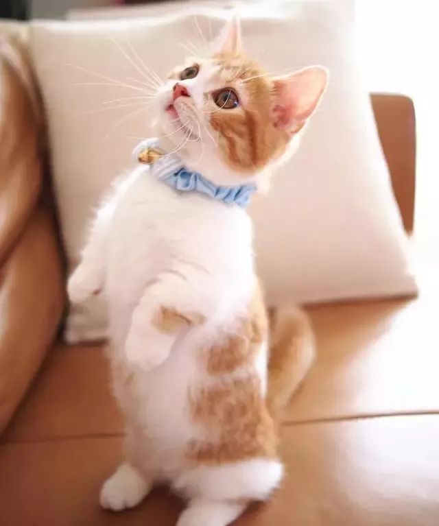 “不行了，我血槽已空，这么萌是怎么长得呢！？”