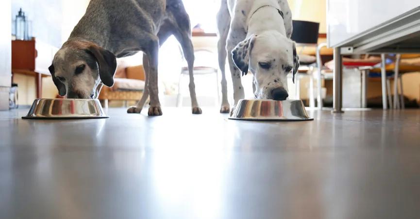 无谷物狗粮一定好?主人们认定的无谷狗粮,到底有哪些误会?