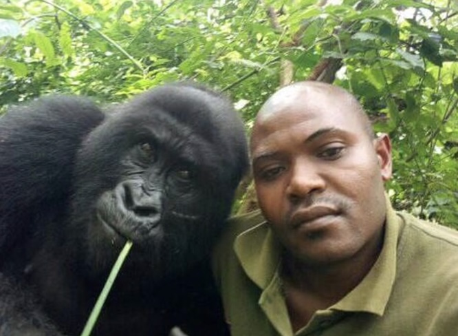 已死亡的著名大猩猩,年龄最大的大猩猩去世