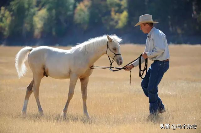 一岁不到的小马驹怎么训练,如果你有一匹出色的马你会怎么样