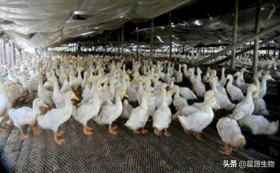 如何避免蛋鸭掉蛋,鸭掉蛋严重是什么问题