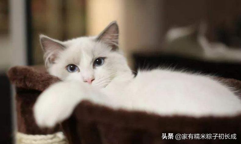 猫咪呕吐不吃饭没精神吃什么药,猫咪呕吐黄色的液体是怎么回事