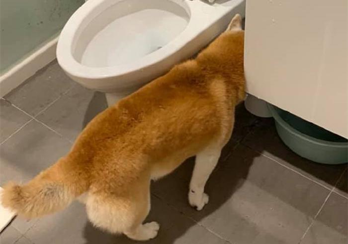 柴犬哭泣声音,柴犬嗷嗷惨叫