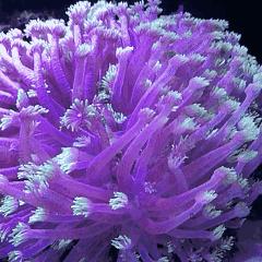 柏林系统海水缸,海缸柏林系统多久完善