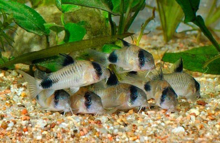 鼠鱼挑选,小缸里的鼠鱼怎么选