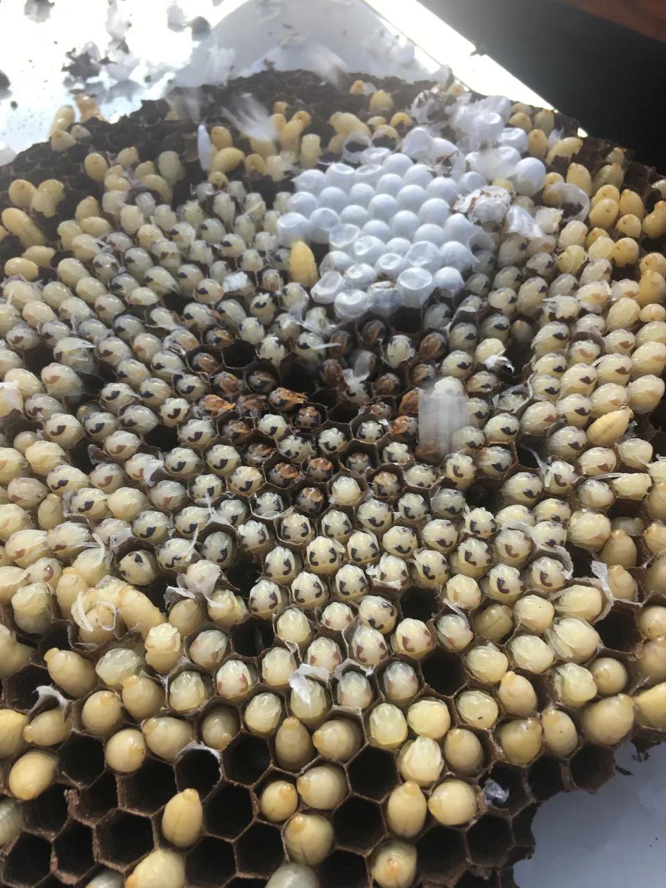 养殖产业助力乡村振兴,发展特色农业助力乡村振兴