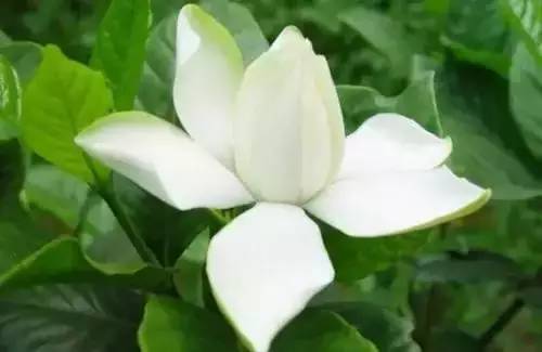 全国56个城市市花一览,56个市的市花