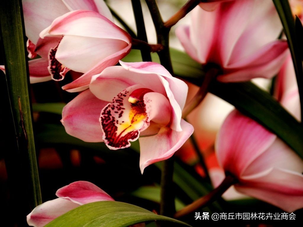 四季开花又香的兰花品种有哪些,哪种兰花品种好养开花又香