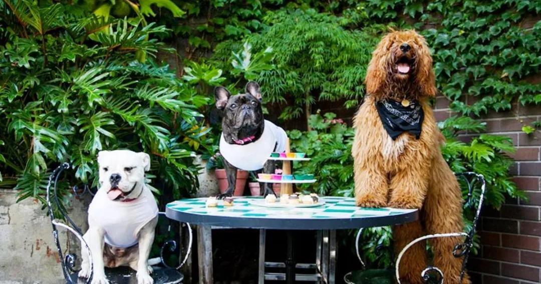 领养狗狗新西兰,新西兰如何养宠物狗狗呢