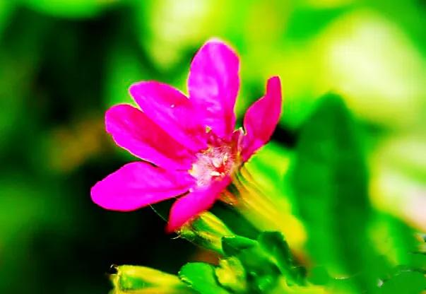 细叶萼距花的养殖方法,细叶萼距花的功效与作用