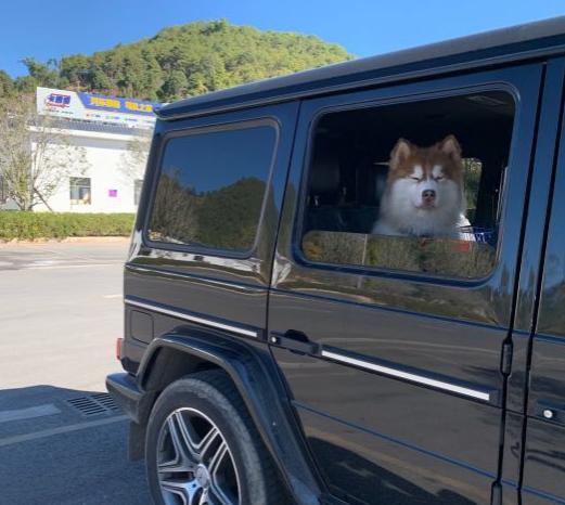 狗狗长途坐车要禁食多久,想带狗狗出远门怎么带