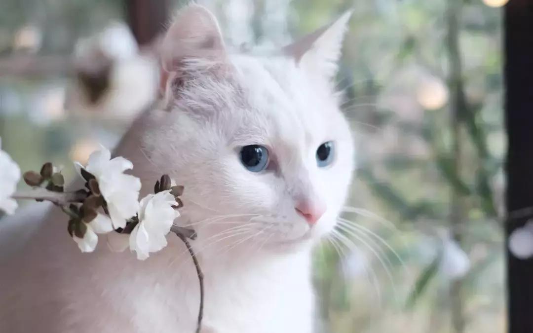 福懋动物医院看病贵吗,福懋动物医院猫科