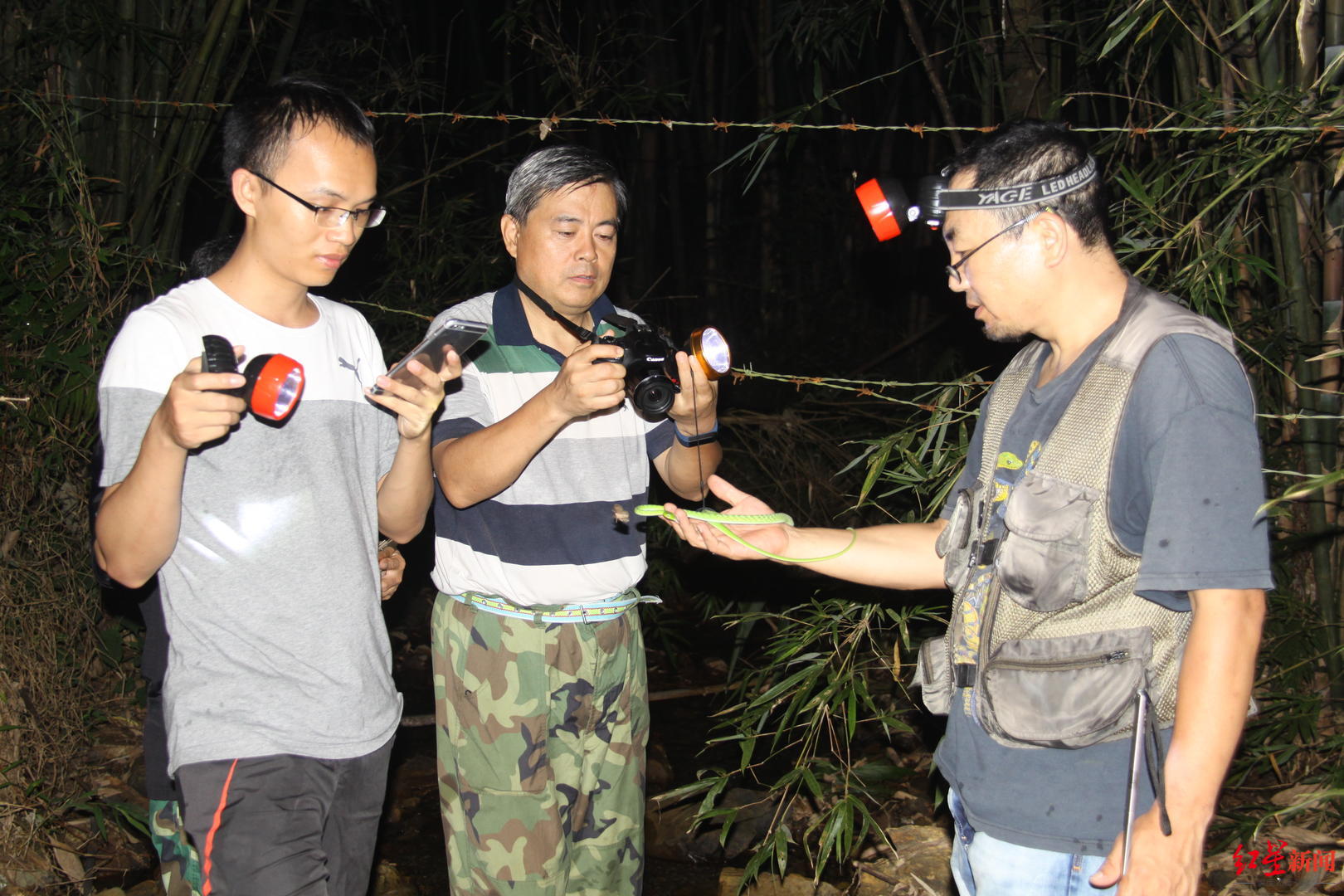 素贞环蛇与银环蛇哪个更毒,素贞环蛇与银环蛇哪种毒性更强