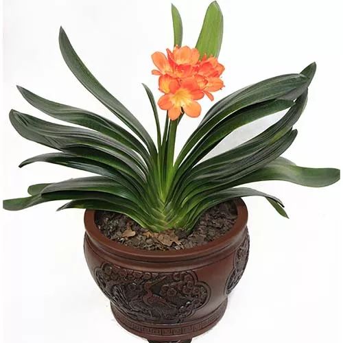 全部金木水火土五行五系植物介绍,五种植物代表五行