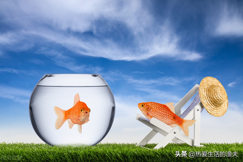 哪种金鱼最适合新手养,金鱼中哪种金鱼最好养