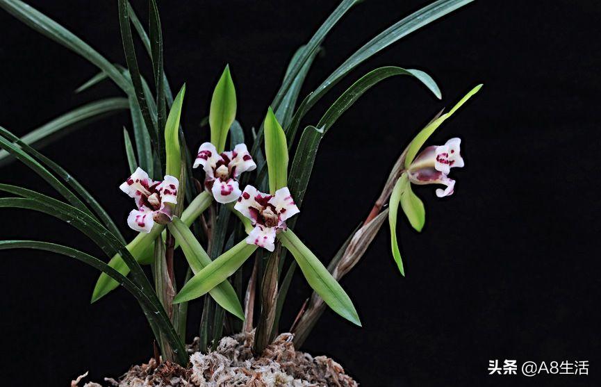 中国兰花名品录,春兰兰花名品大全