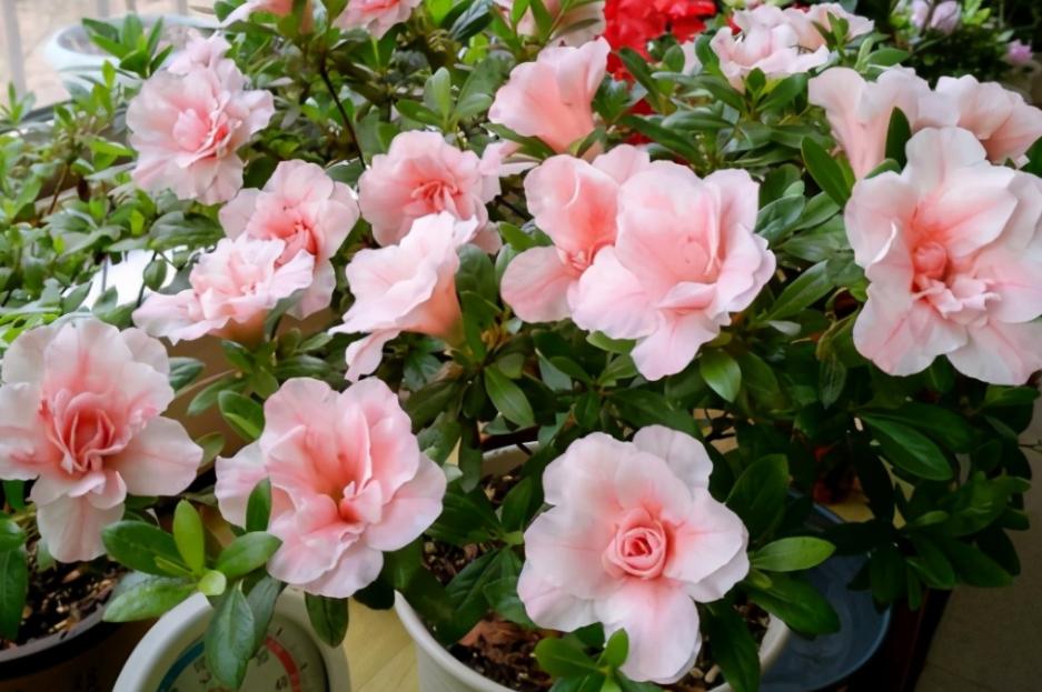 盆栽土太硬挖不动怎么办,盆栽花土板结怎么处理