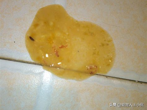 新手养狗怎么注意犬瘟细小,细小很严重如何判断狗狗得了细小