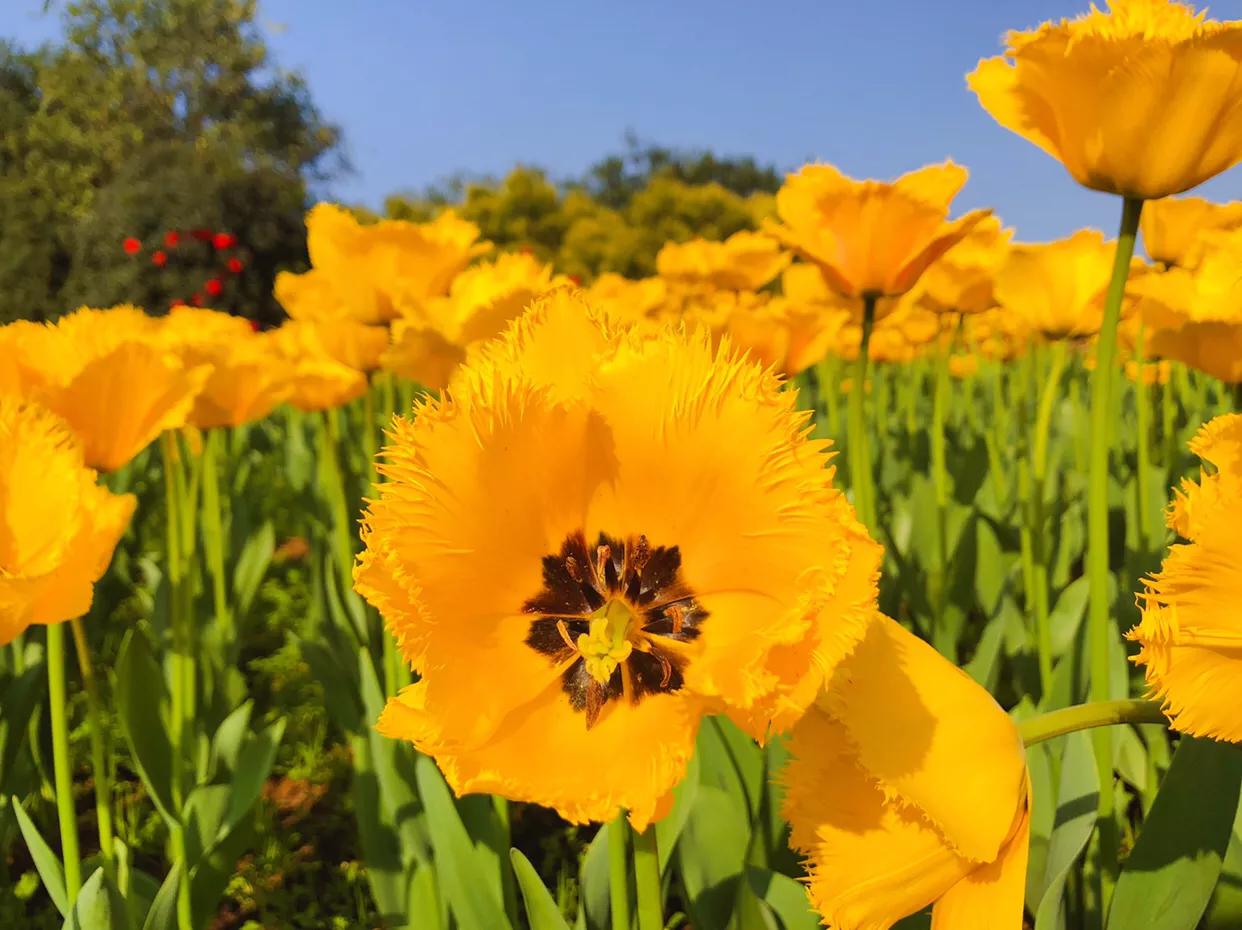粉色郁金香花语搭配粉色玫瑰,郁金香的花貌和郁金香的花语