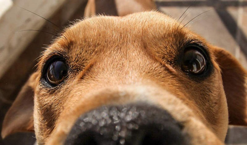 遇到狗狗怎么办视频,遇到咬人的狗不要理睬它