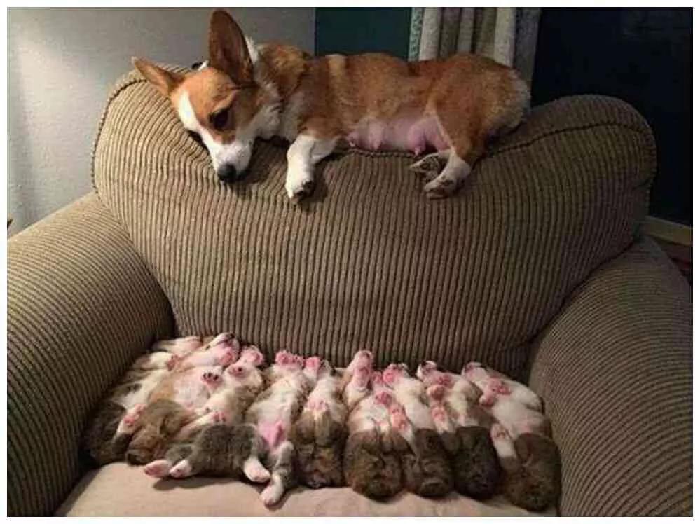 狗狗一胎生一个小狗正常吗,狗狗一胎生20个宝宝