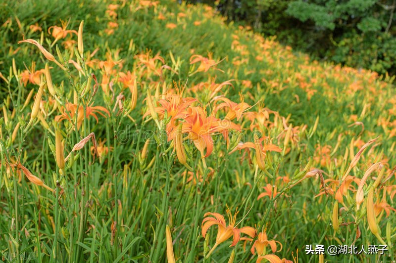 常见野菜的种类和图片大全 (各种野菜大全带图片)