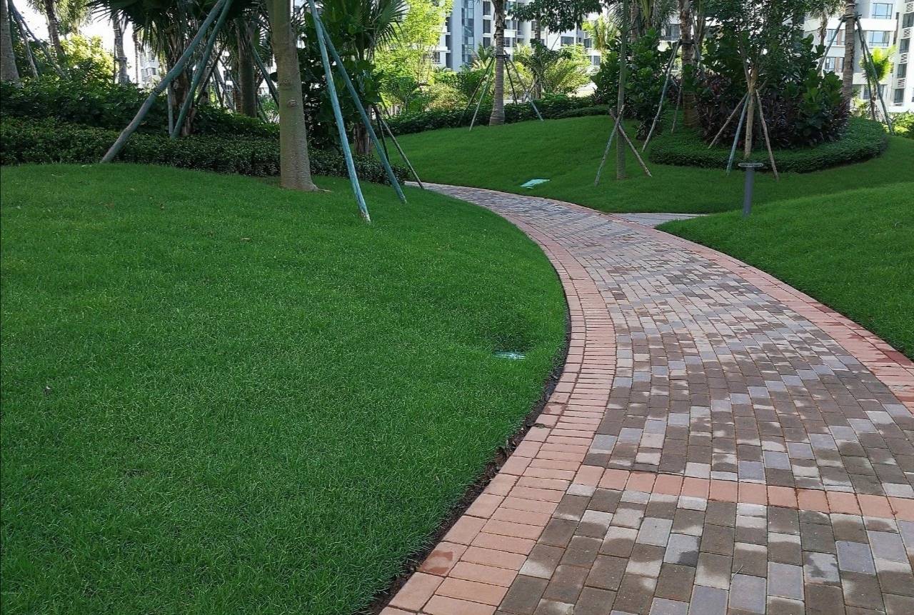 草坪的夏季管理,百慕大草坪夏季修剪高度标准