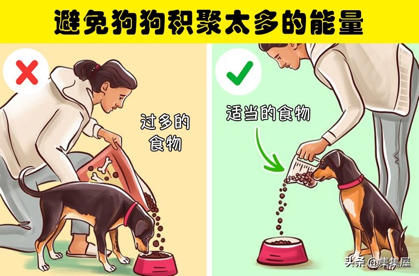 狗狗总是撑开牵引绳,狗狗老是挣脱脖套背带怎么办