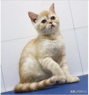 养猫新手买猫注意什么,新手养猫和买猫的注意事项