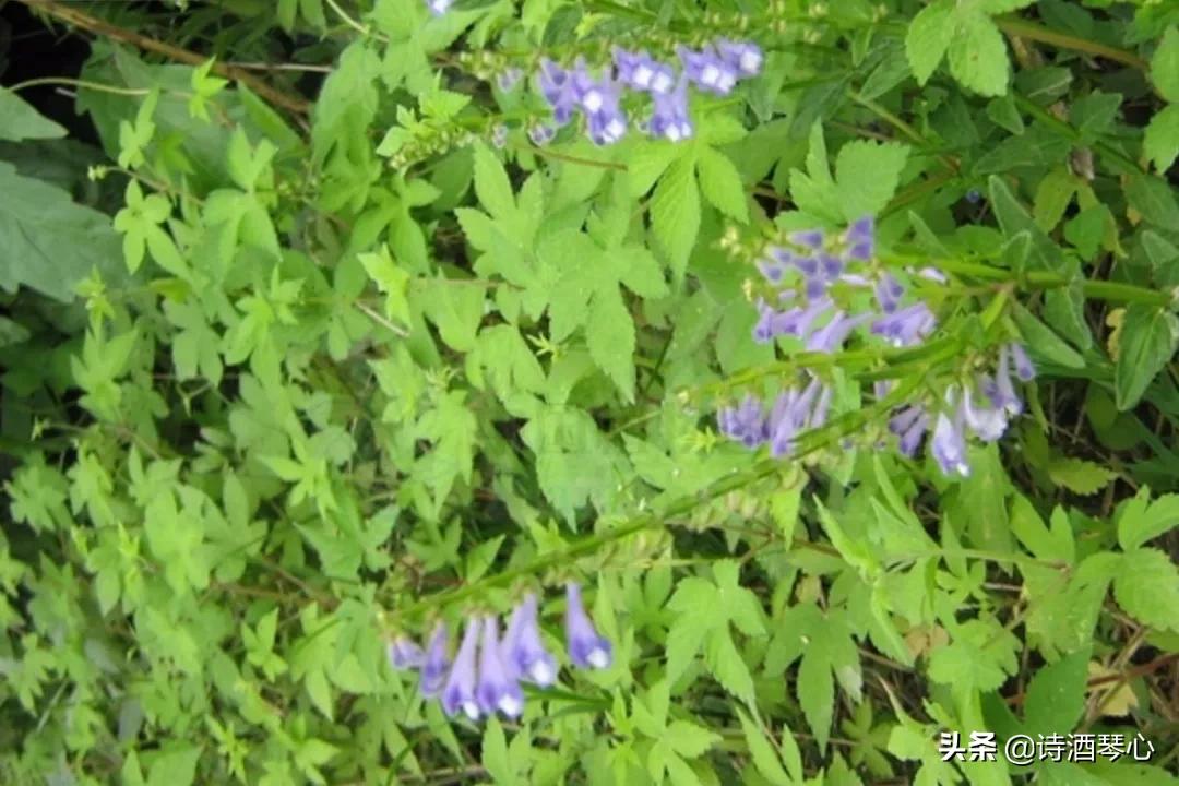 老中医分享抗癌草药半枝莲,半枝莲的归经和功效